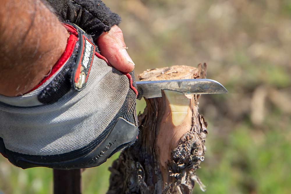 Step 3: Rodriguez makes the second of two parallel cuts to prepare a pocket for the budwood graft. (Shannon Dininny/Good Fruit Grower)