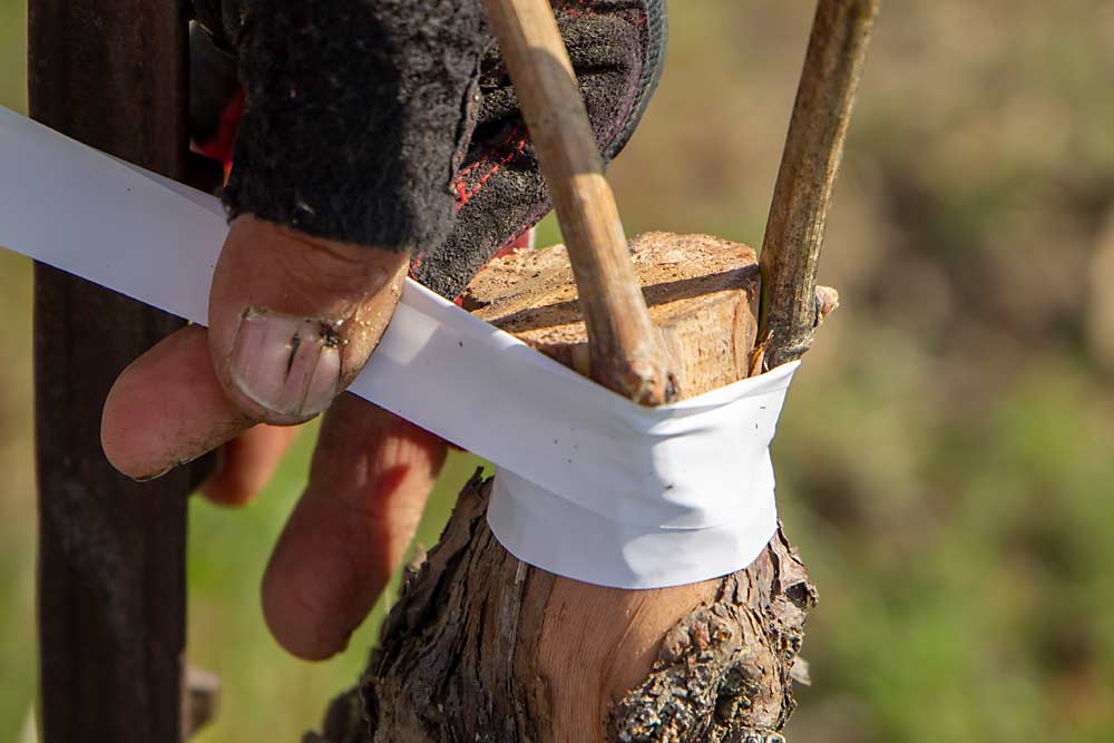 Step 5: Once the budwood is in place, Rodriguez, wraps the graft with tape. He leaves at least two buds, or as he puts it, "the more the merrier," because the graft has a better chance to take. (Shannon Dininny/Good Fruit Grower)