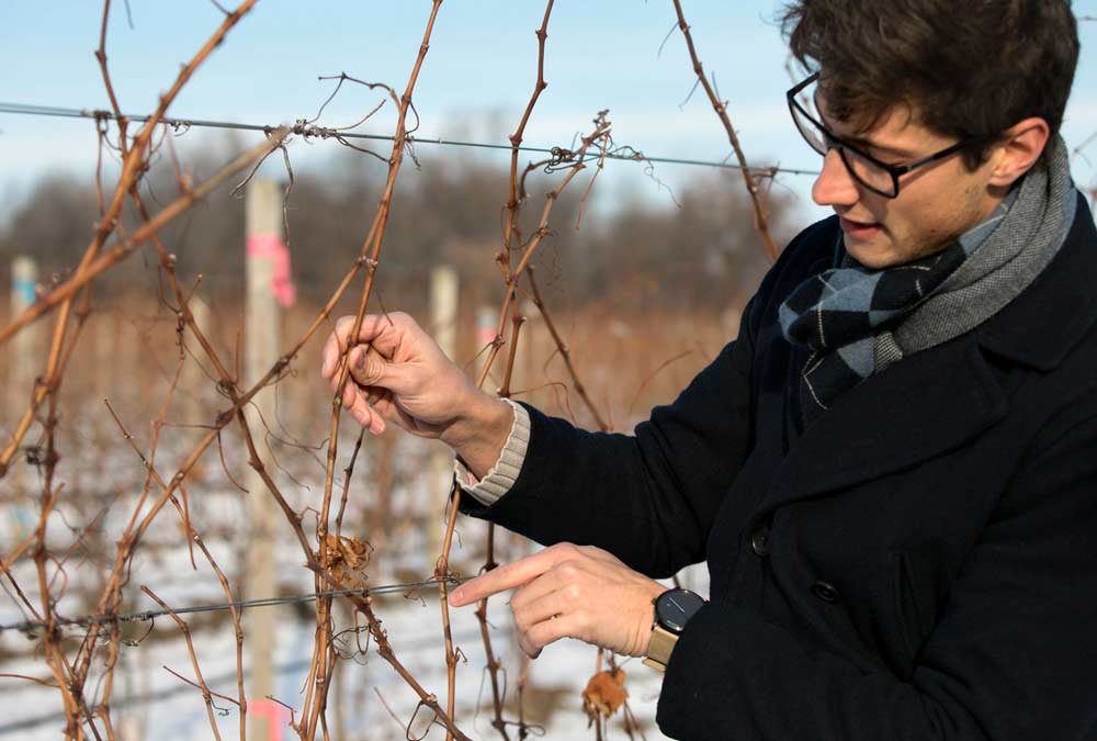 Researcher Al Kovaleski of Cornell University is using advanced X-ray technology and a particle accelerator called the Cornell High Energy Synchrotron Source (CHESS) to isolate the genes that give wild grapes their extreme cold hardiness, with hopes of conferring similar winter-survival characteristics to vinifera grapes. <b>(Courtesy of Cornell University)</b>