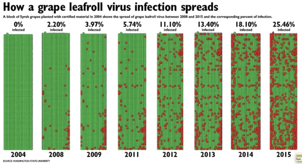 Leafroll virus infection