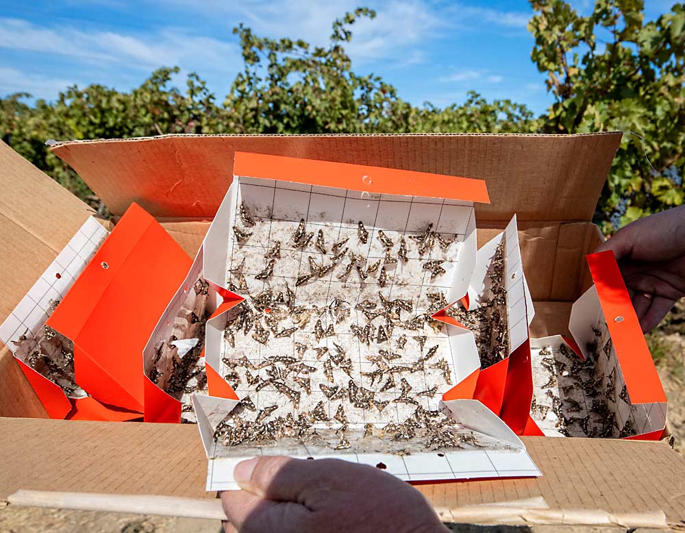 Allyson Leonhard, a research technician with Washington State University, shows off white-headed grape leaffolder moths caught in traps using a pheromone lure designed for the California leaffolder. But the efficacy of the lure appears to wane through the season, entomologist David James warned, as it’s not a perfect fit for the pest found in Washington.  (TJ Mullinax/Good Fruit Grower)