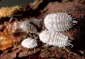 New findings from Washington State University show that while systemic insecticide programs keep populations of grape mealybugs, Pseudococcus maritimus, low, they can’t actually prevent transmission of grapevine leafroll disease. (Courtesy USDA Agricultural Research Service)