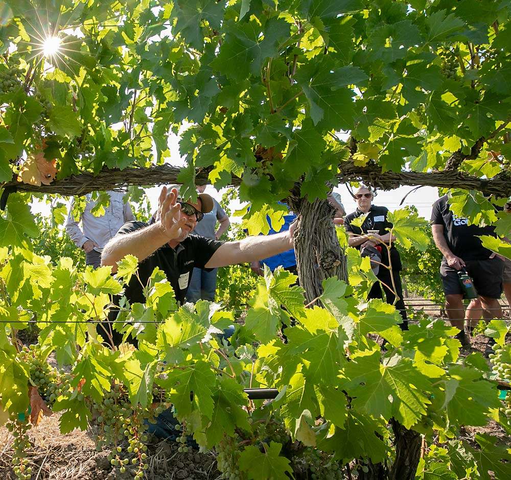 A chill-safe vineyard 2024 Washington State University, Washington State Grape Society Viticulture Field Day