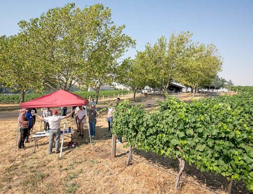 Washington grape growers share successes and challenges at annual field day