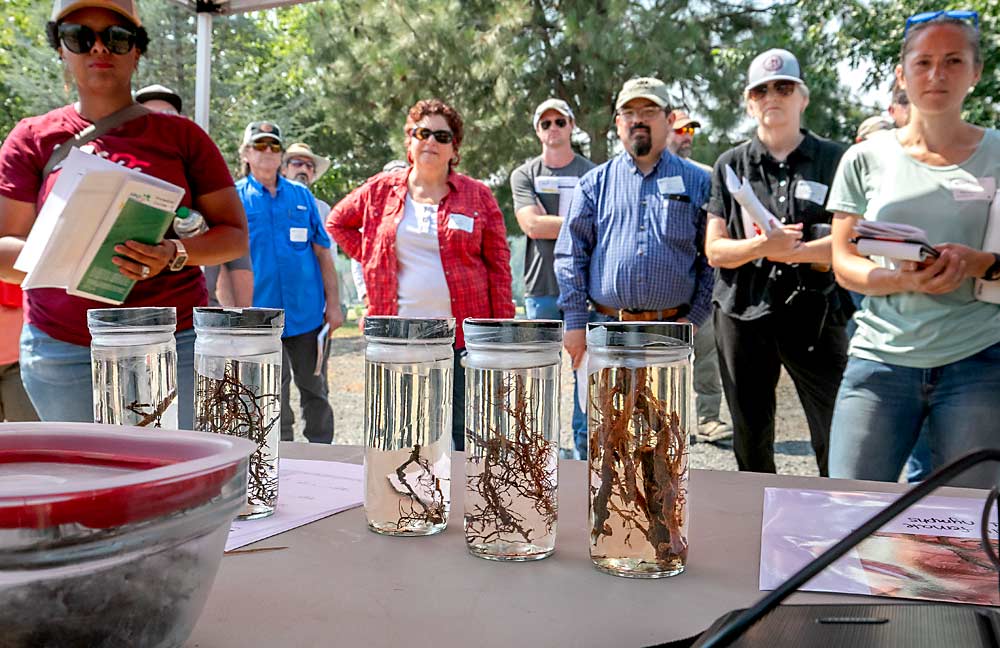 Attendees at the Washington State Grape Society field day learn about the types of root samples to look for while scouting for phylloxera. Root samples with many fine roots, such as those at right, are healthy, while swollen galls from phylloxera feeding can be seen on roots with fewer fine roots. Samples with no fine roots at all indicate past phylloxera damage, which drives canopy decline symptoms. (TJ Mullinax/Good Fruit Grower)