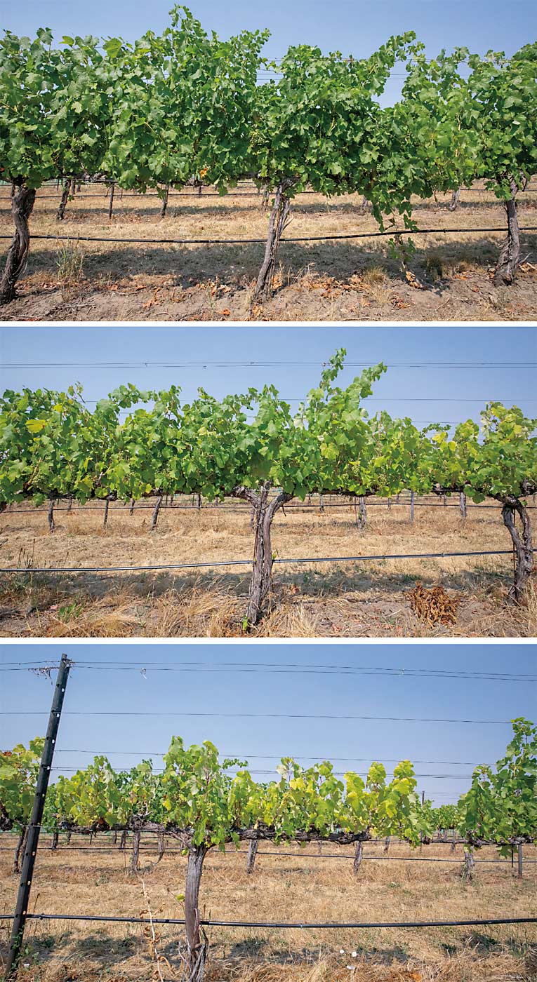 The wine grape block that hosted the field day shows the progression of phylloxera damage in a single row as seen in these three photos. Don’t scout under the most severely damaged vines, at bottom, because the phylloxera like to feed on healthy roots and will have already moved on to healthier vines in the row. The distance between the severely damaged vines and the healthy vines under which phylloxera were found is about 12 yards. (Photos by TJ Mullinax/Good Fruit Grower)