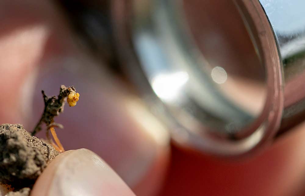 For most people, it takes a hand lens to see yellow, football-shaped phylloxera feeding on grapevine roots, but scouting for the root damage from the pest can be done with the naked eye, according to Washington State University experts who led a scouting workshop at Figgins Estate Vineyard in Walla Walla as part of the Washington State Grape Society field day in August. (TJ Mullinax/Good Fruit Grower)