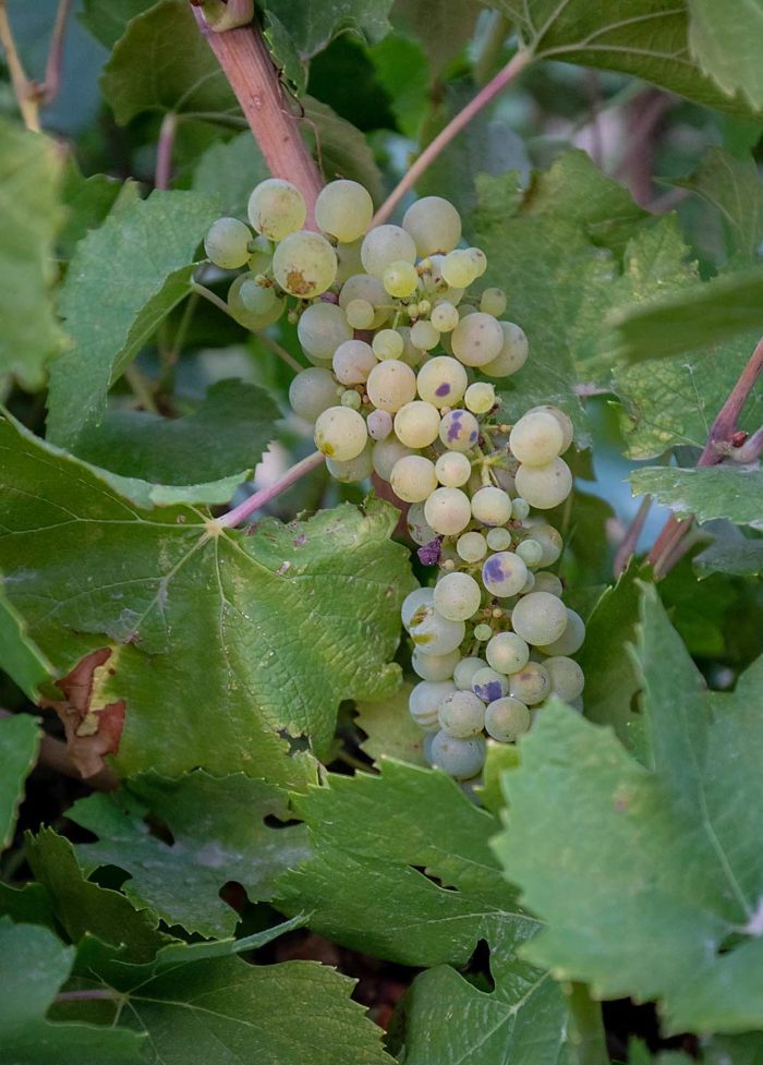 Hot thoughts on keeping grapes cool – Good Fruit Grower