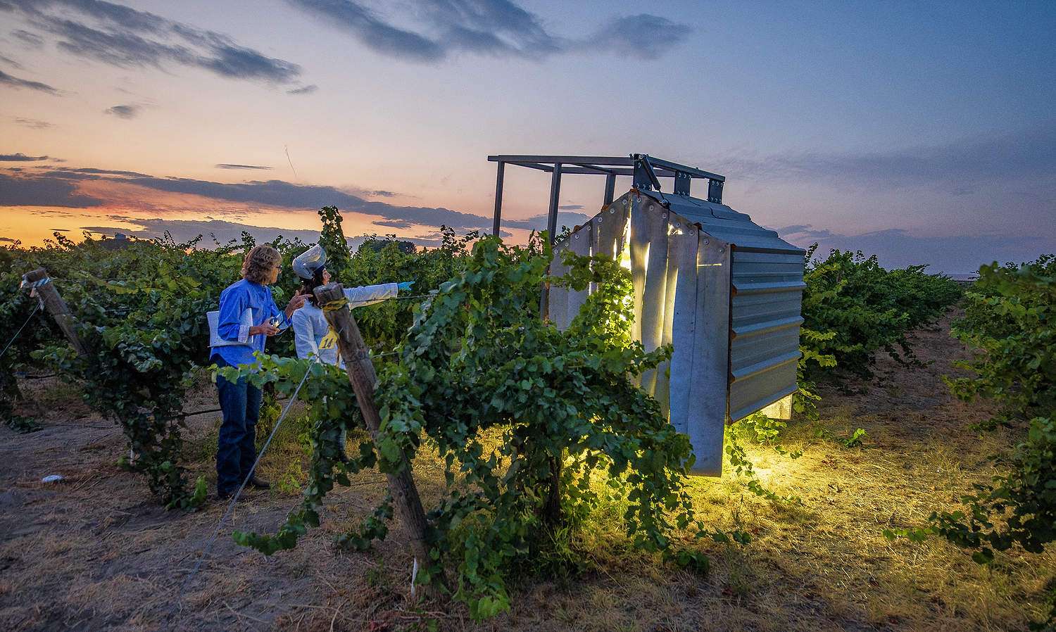 Melissa Hansen, left, talks with Alexa McDaniel about a Washington State University Extension demonstration of an ultraviolet light prototype in a research vineyard in Prosser, Washington, in 2021. Hansen, the first research program director for the Washington State Wine Commission, embraced the role as an advocate for growers and wineries, making sure research projects targeted priority problems, such as powdery mildew in this case, and could deliver returns on industry investment. (TJ Mullinax/Good Fruit Grower)