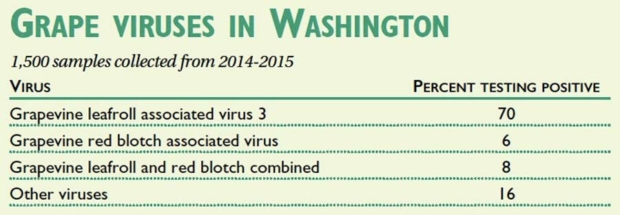 Samples include red and white wine grape varieties collected from throughout eastern Washington. Samples for red varieties were taken based on visual virus symptoms but were randomly collected for white varieties. Source: Washington State University