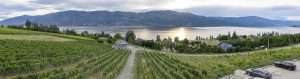 Empty spaces in the vineyards at Gray Monk Estate Winery in Lake Country, British Columbia, shown in July 2025, indicate lingering effects of a harsh 2024 winter.