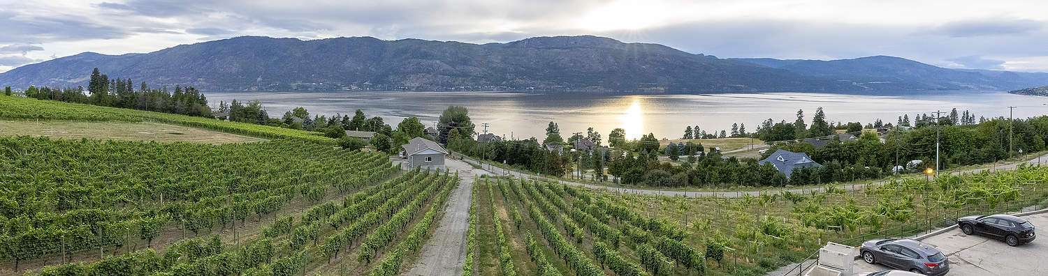 Empty spaces in the vineyards at Gray Monk Estate Winery in Lake Country, British Columbia, shown in July 2025, indicate lingering effects of a harsh 2024 winter.