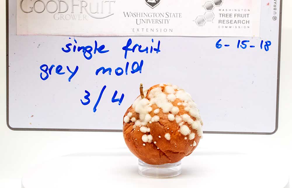 One of the title slides used to catalog thousands of files of damaged, diseased and, in this case, moldy apples for the future apple defect guide by Washington State University, Washington State Tree Fruit Research Commission and Good Fruit Grower. This particular photo of grey mold damage in Gala is for archival use and is one photo out of more than 14,000 images photographed for the project. (TJ Mullinax/Good Fruit Grower)