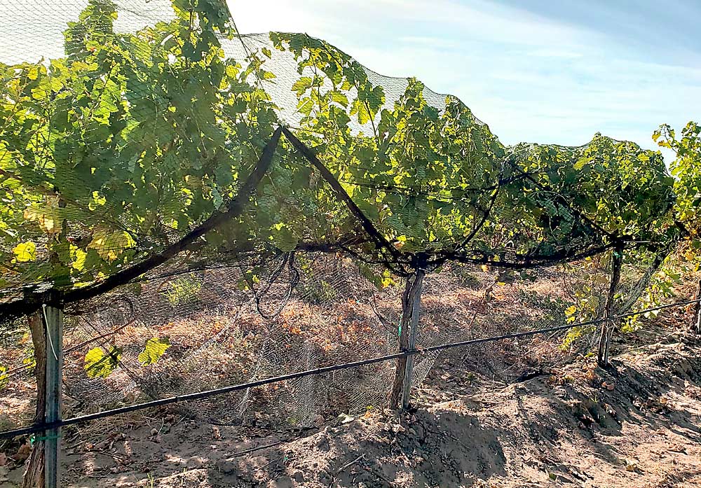 To understand the nutrients that can be lost each year through leaf senescence, vines were netted after harvest and leaves were collected for testing after the first killing frost event each year in the four-year trial conducted by Washington State University in South Central Washington. (Courtesy Nataliya Shcherbatyuk/Washington State University)