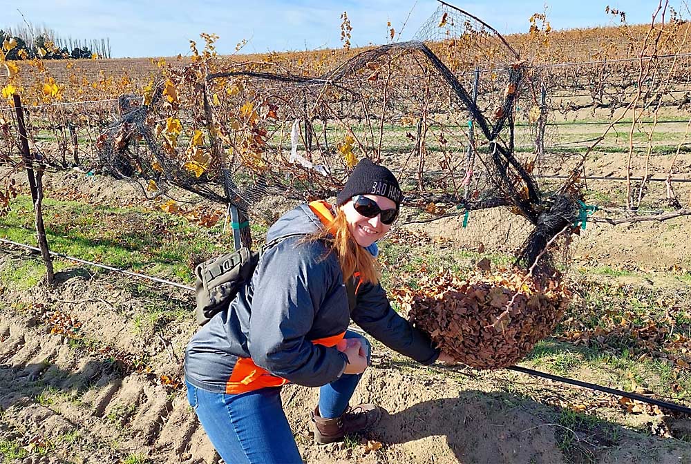 Washington State University researcher Nataliya Shcherbatyuk shows the technique for collecting senescent leaves from the netted vines. (Courtesy Pierre Davadant/Washington State University)