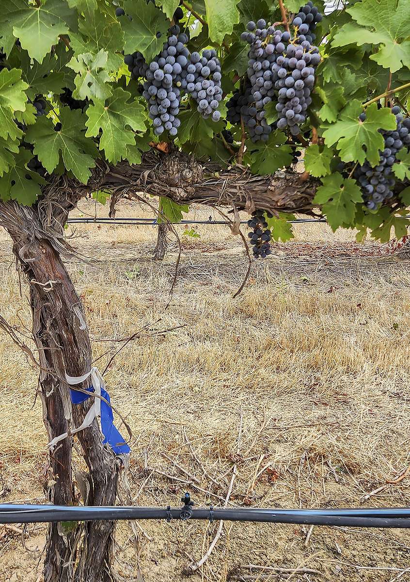 An under-vine cooling system in a vineyard