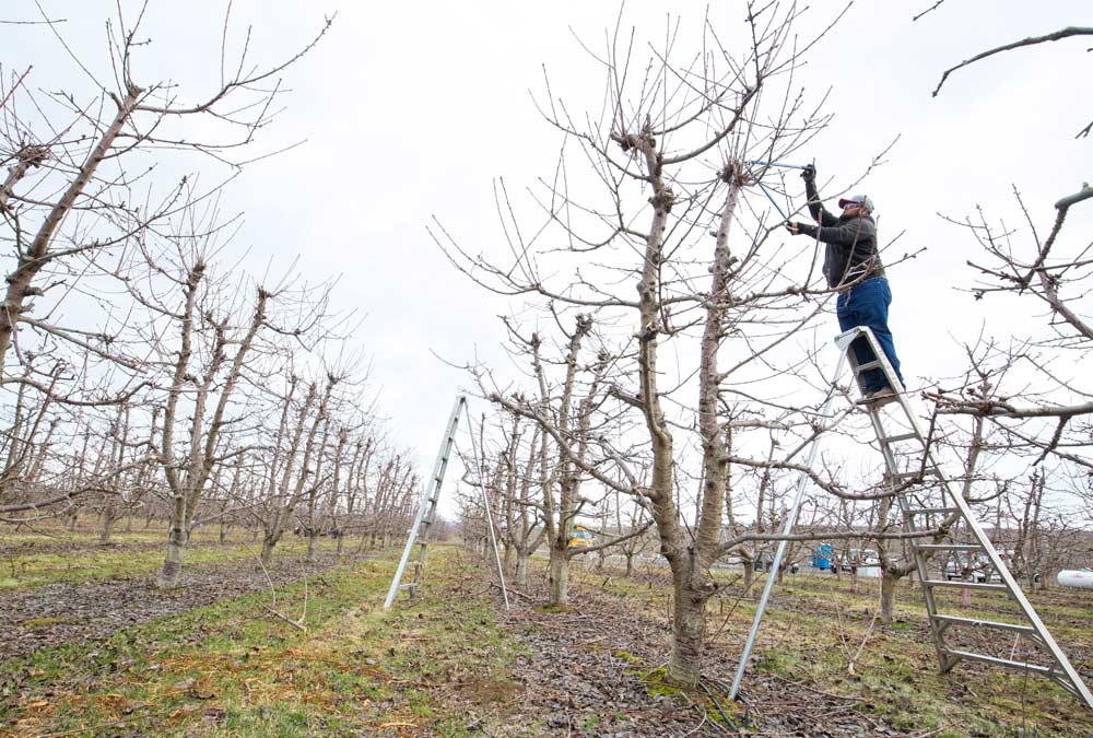 Juan Francisco Leanos works with a small crew of fellow H-2A workers pruning a Sweetheart cherry block near Quincy. Leanos is not new to the job, and the small crew works quickly and relatively independently. <b>(TJ Mullinax/Good Fruit Grower)</b>