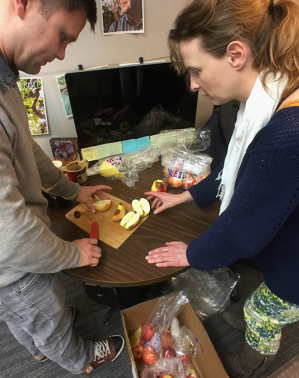 Rob Blakey, left, and Ines Hanrahan prepare samples before the apples are photographed on February 7, 2017, at Good Fruit Grower magazine in Yakima, Washington, for the new apple defect guide by Washington State University, Washington State Tree Fruit Research Commission and Good Fruit Grower. (TJ Mullinax/Good Fruit Grower)