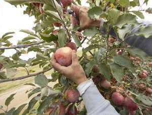Cripps Pink apple harvest in 2025