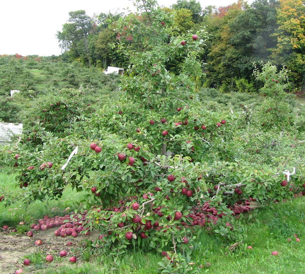 In a 2013 field trial by the Ontario Ministry of Agriculture, Food and Rural Affairs this tree was not treated with Harvista. <b>(Courtesy Jennifer DeEll)</b>