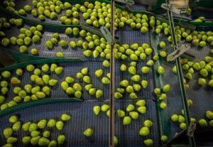 D’Anjou pears from the 2015 harvest being packed in Peshastin, Washington. (TJ Mullinax/Good Fruit Grower)