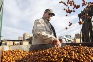 Piper Hale inspects freshly washed hazelnuts at Mount Adams Hazelnuts in November near Wapato, Washington. Hale’s cleaning machine is one stepping stone to building a certified organic hazelnut industry in Eastern Washington. (Ross Courtney/Good Fruit Grower)