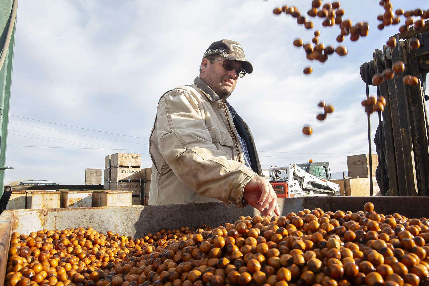 Hazelnut industry a tough nut to crack Piper Hale inspects freshly washed hazelnuts at Mount Adams Hazelnuts in November near Wapato, Washington. Hale’s cleaning machine is one stepping stone to building a certified organic hazelnut industry in Eastern Washington. (Ross Courtney/Good Fruit Grower)