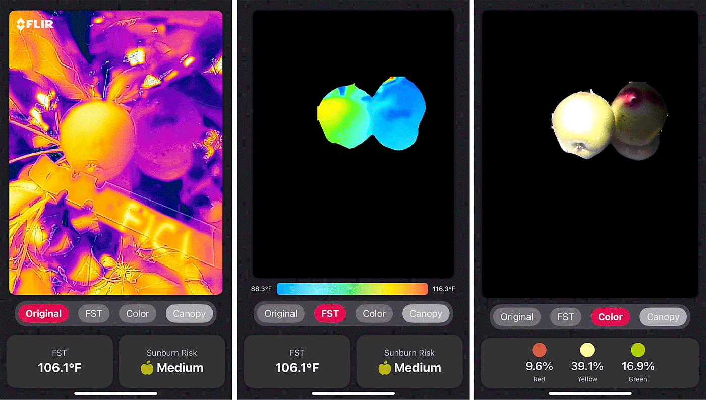 From a single image such as this one, at left, of a Honeycrisp taken in July 2022, the app will measure fruit surface temperature, center, and fruit color development, right. (Courtesy Nipun Thennakoon/Washington State University)
