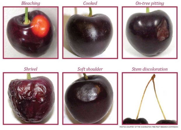 Examples of heat stressed cherries. (Photos courtesy of the Washington Tree Fruit Research Commission)