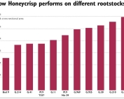 Relative growth of Honeycrisp trees after the first growing season in a rootstock trial in East Wenatchee. Source: Washington Tree Fruit Research Commission (Jared Johnson/Good Fruit Grower)