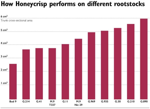 Relative growth of Honeycrisp trees after the first growing season in a rootstock trial in East Wenatchee. Source: Washington Tree Fruit Research Commission <b>(Jared Johnson/Good Fruit Grower)</b>