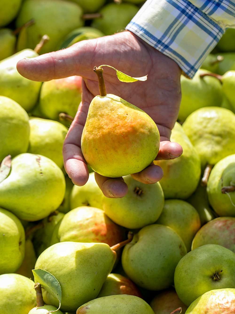 Comice Pears Showing Up in Stores - General Fruit Growing - Growing Fruit