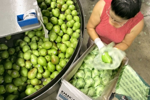 Longtime Duckwall Fruit employee, Topi Cervantes, speeds through wrapping and packing bartlett pears for fresh market sale at the company’s Odell, Oregon facility on August 21, 2014. Quick packers like Cervantes pack between 40,000 and 50,000 boxes in a season working on the Duckwall line. (TJ Mullinax/Good Fruit Grower)