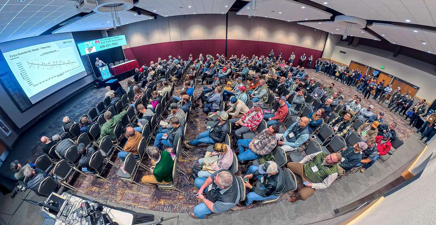 A packed house listens to Welcome Sauer present an analysis of the 2025 cherry season during the second day of the Washington State Tree Fruit Association Annual Meeting, held at the Wenatchee Convention Center Dec. 8–10. (TJ Mullinax/Good Fruit Grower)