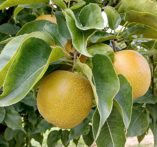 Asian pears not for the thin-skinned - Good Fruit Grower