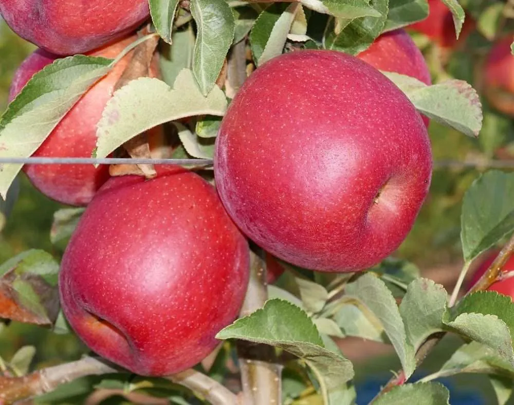 Adore apples