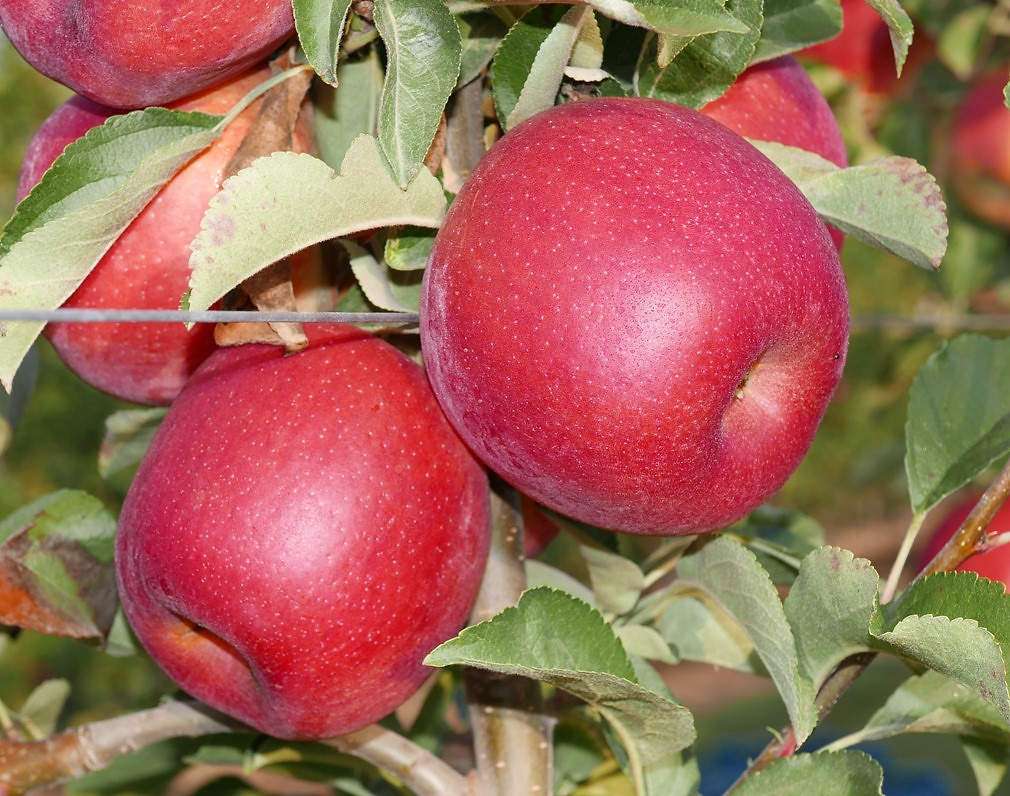 Adore apples