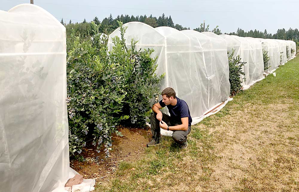 OSU researcher Valerio Rossi Stacconi checks on caged blueberry bushes as part of an experiment assessing behavior of spotted wing drosophila in the presence of a new behavior-disrupting product. (Courtesy Valerio Rossi Stacconi)