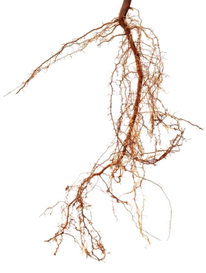 Absorptive roots are responsible for water and nutrient uptake from the soil. Transport roots act like plumbing systems and connect the absorptive roots to the main pioneer roots of the tree. <b>(iStock image)</b>