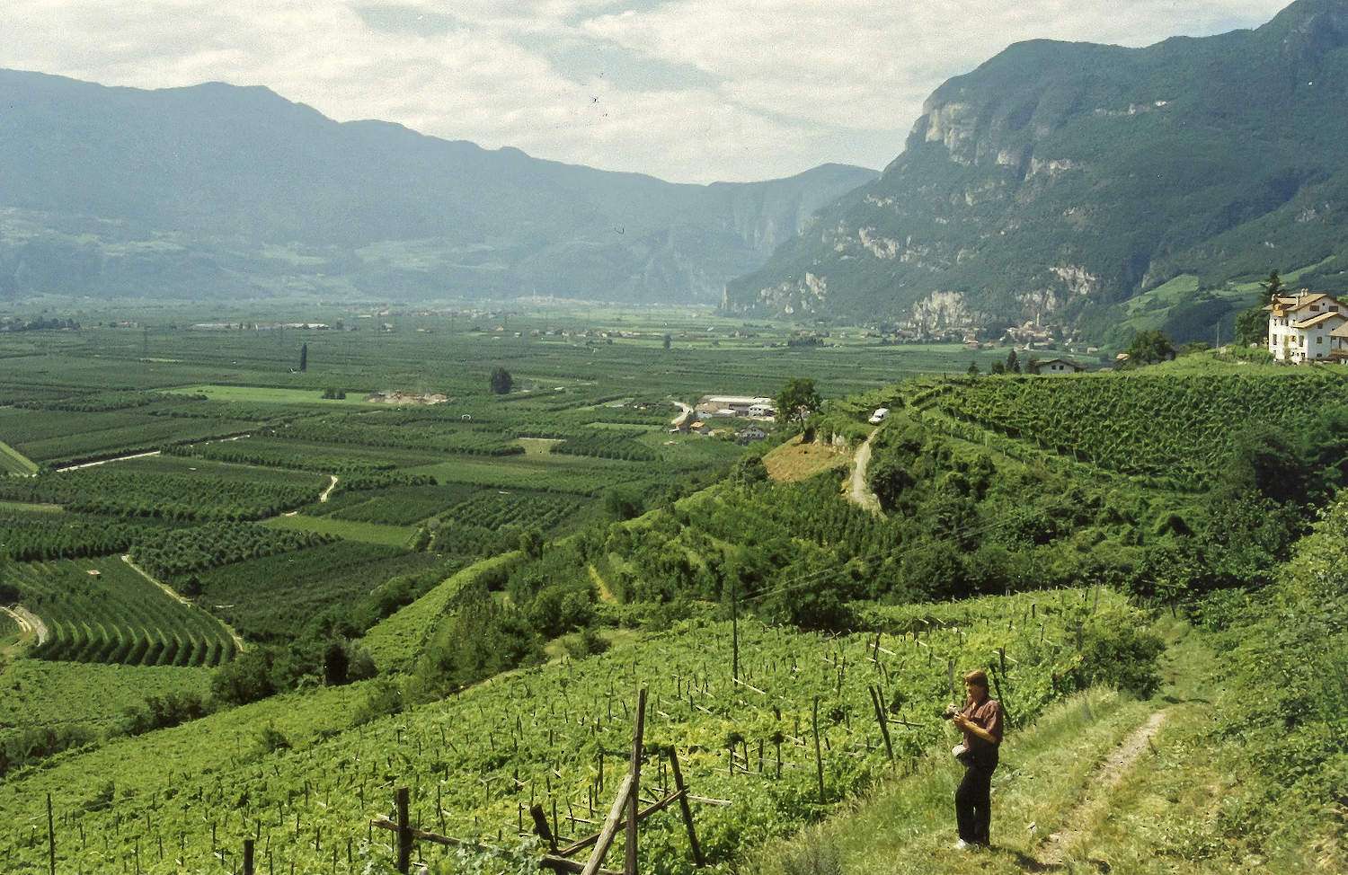 Still growing, still learning with IFTA A 1995 International Fruit Tree Association (known then as the Dwarf Fruit Tree Association) tour attendee takes pictures of orchards in South Tyrol in northern Italy. IFTA’s international tours showcase fruit-growing methods around the world. (Good Fruit Grower archive photo)
