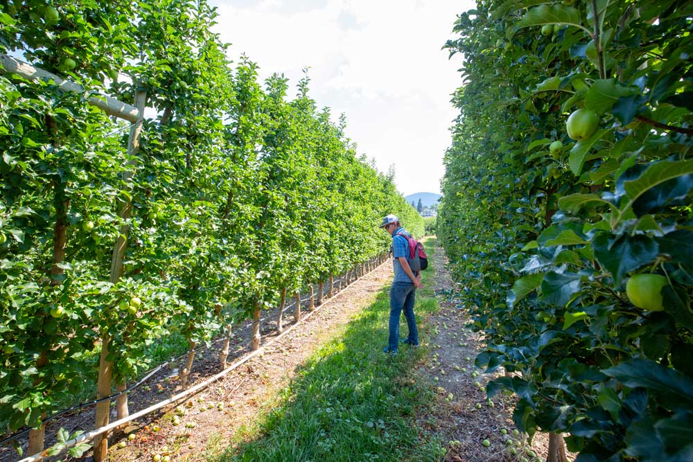 Aaron Waybright, a grower from Gettysburg, Pennsylvania, checks out planar rows of Smoothe Golden Delicious apples in a Happy Valley Harvest orchard in Summerland. (TJ Mullinax/Good Fruit Grower)