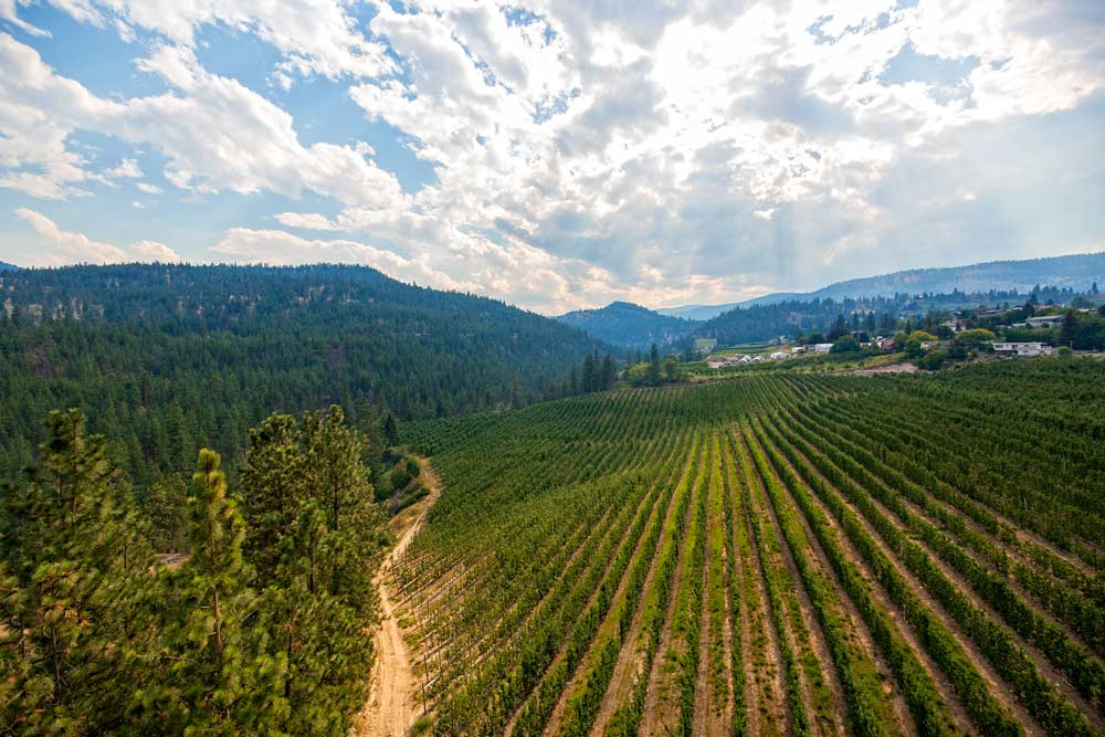 Viewed from high atop the Trout Creek trestle bridge in Summerland, British Columbia, in July, Stinging Bee Orchard's high density Ambrosia apple planting cuts into the Penticton Indian Band's wooded canyons leading toward Okanagan Lake. British Columbia apple growers, plenty accustomed to high density plantings, face a cross roads now that their Ace variety, the Ambrosia, is now open to American growers. (TJ Mullinax/Good Fruit Grower)
