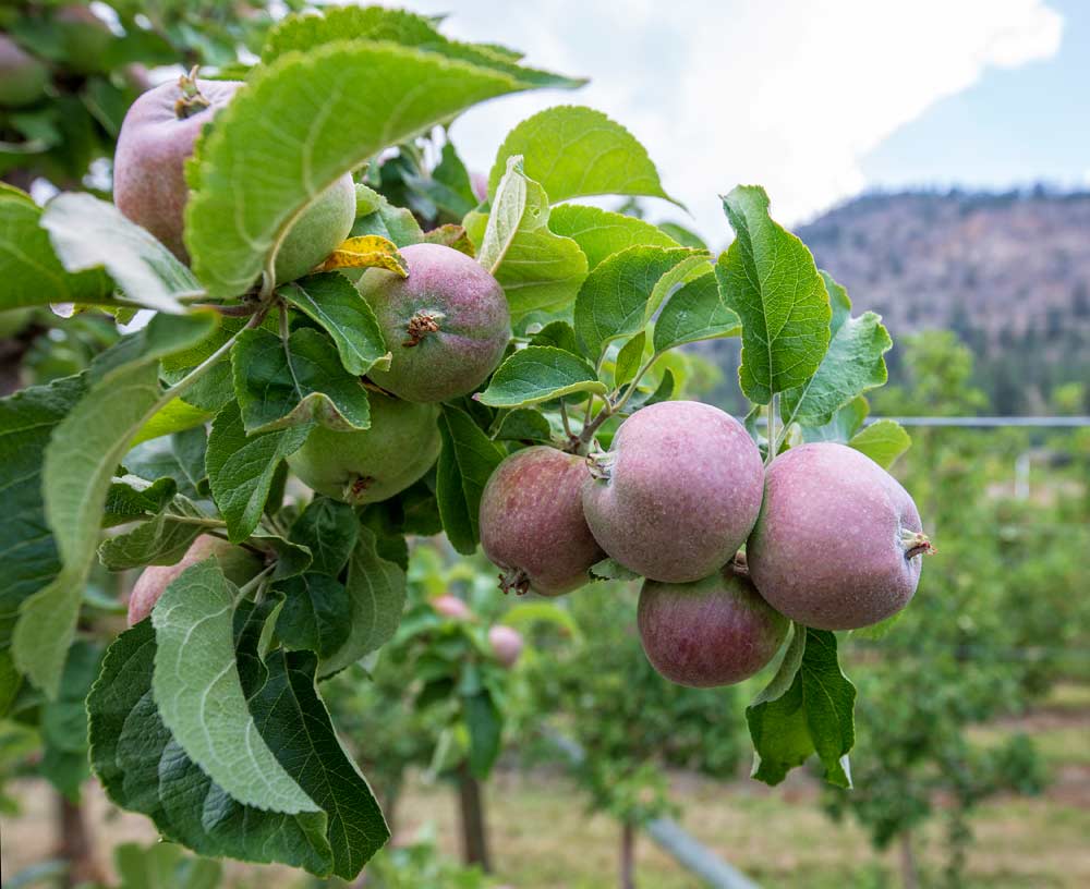 Traditional hard cider apple, Porter's Perfection, growing at Bob Thompson's orchard in Summerland, British Columbia, on July 23, 2018. (TJ Mullinax/Good Fruit Grower)