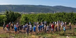 International Fruit Tree Association’s 2018 summer tour attendees look out over one of Coral Beach Farms’ late season cherry ranches in Coldstream, British Columbia, on July 25, 2018. (TJ Mullinax/Good Fruit Grower)