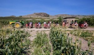 Tourists take a train ride through Davison Orchards in Vernon, British Columbia