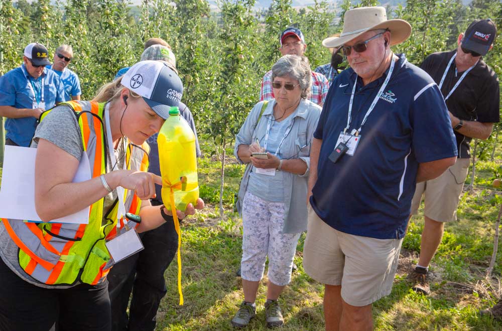 Molly Thurston, left, from BC Tree Fruits, pulls a dead apple clearwing moth from a trap at Northview Orchards during the 2018 International Fruit Tree Association summer tour in British Columbia, on July 23. (TJ Mullinax/Good Fruit Grower)