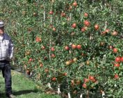 Chris Kropf, owner of Hart Farm Orchards in Michigan, transitioned this 2014 Honeycrisp block from 3D to 2D, which created a “tremendous amount of space” between rows in the 3-foot by 12-foot planting, leading to lost yield potential but greater chance for coloring. (Courtesy Steve Evans/International Fruit Tree Association)