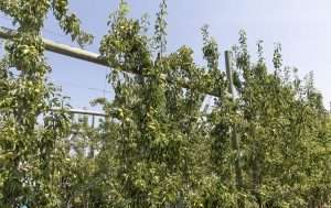 Trellised pear trees at The Fruit Wagon in Harrow, Ontario