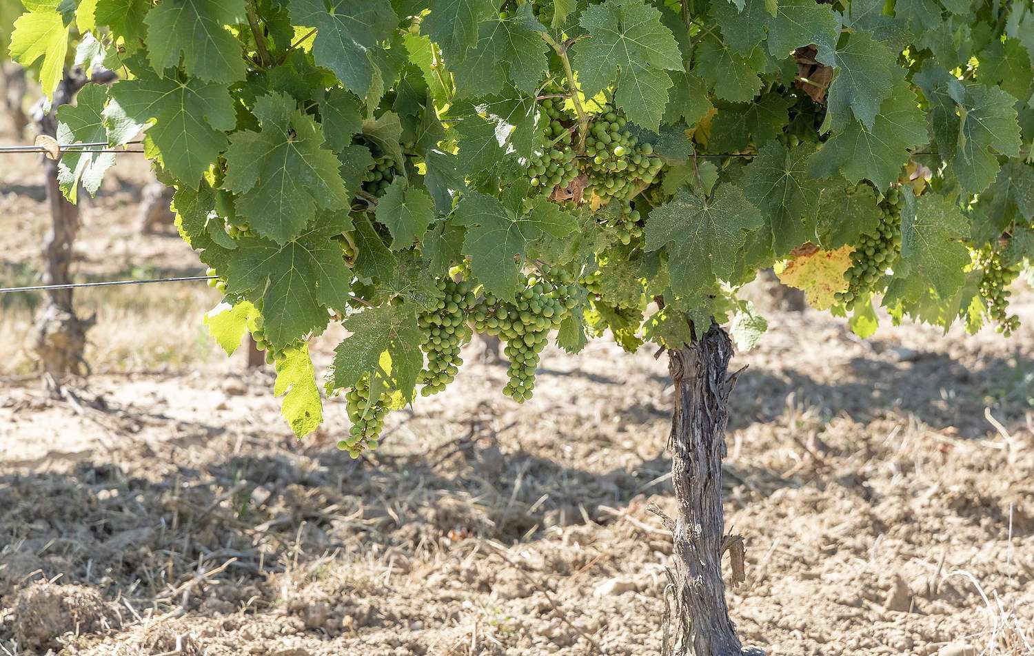 Cabernet Franc grapes at Sue-Ann Staff Estate Winery in Jordan, Ontario.
