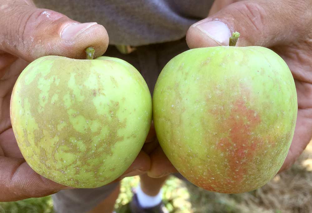 No frost measures are perfect. These apples in Greenville show signs of frost damage, including russetting. <b>(Ross Courtney/Good Fruit Grower)</b>